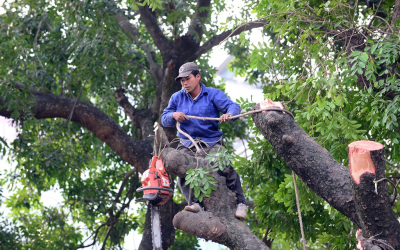 Cưa cắt cây đô thị tại Lâm Đồng